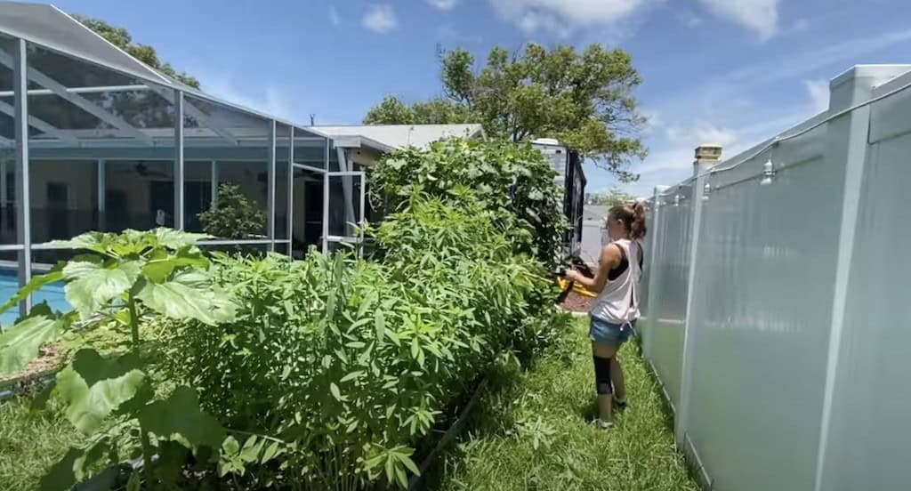 Woman trimming sunn hemp cover crops for raised bed gardening